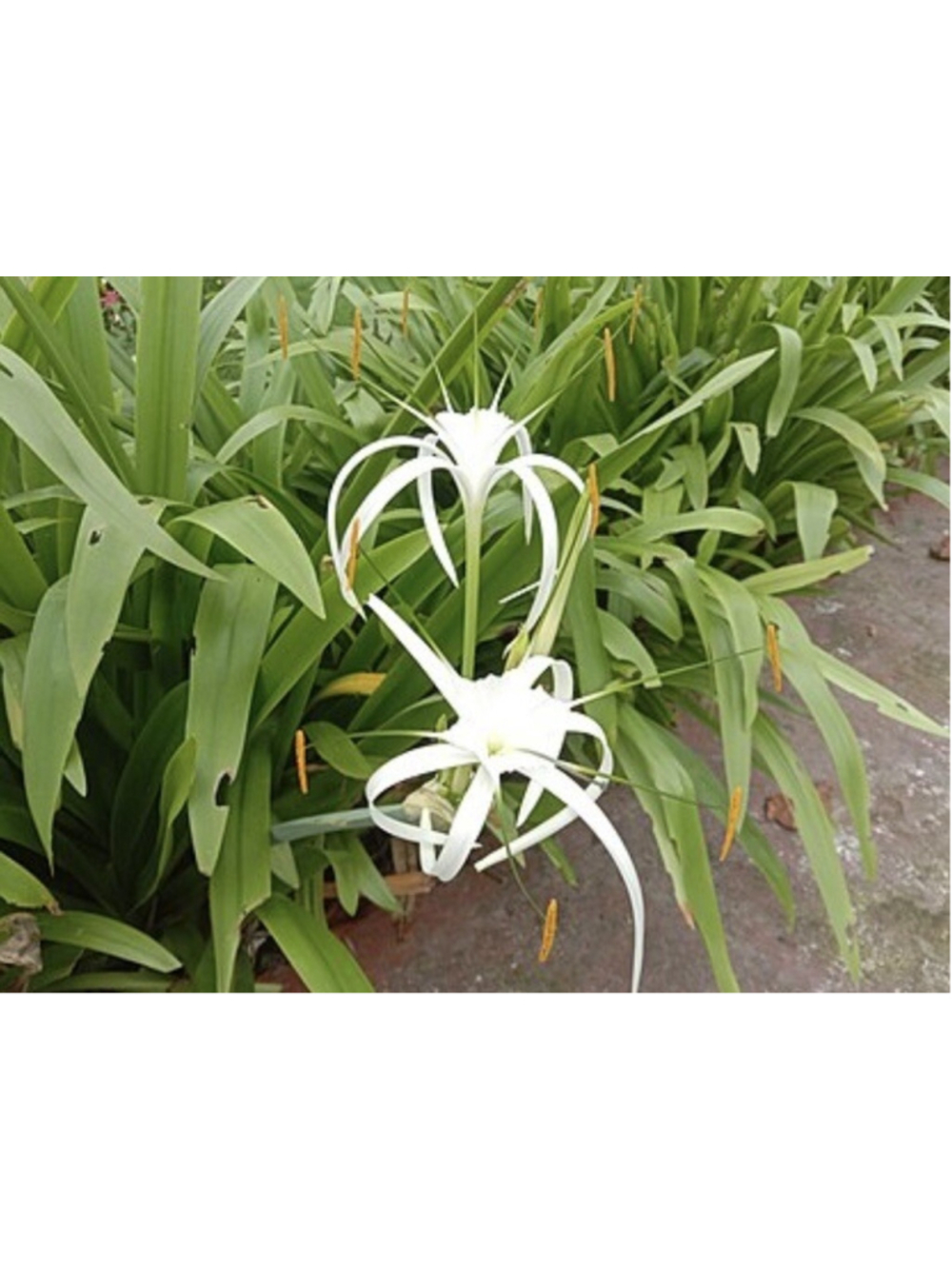 30 Bulbs NO Foliage BEACH SPIDER LILY BULBS (Hymenocallis Littoralis) POLLINATOR - Picture 6 of 6
